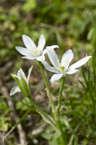 オオアマナの花
