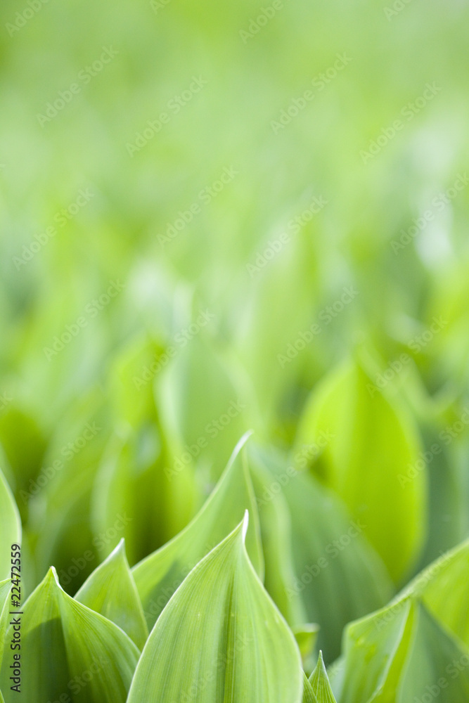 Fresh green leafs Fresh green leafs