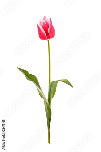 Pink tulip  isolated on white background
