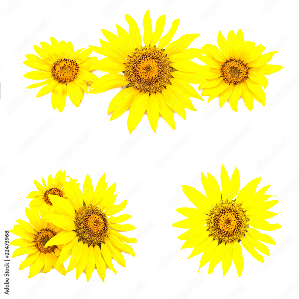 Set of various sunflowers isolated on a white background Set of various sunflowers isolated on a white background