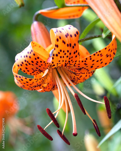 Fototapeta Naklejka Na Ścianę i Meble -  Tiger lily