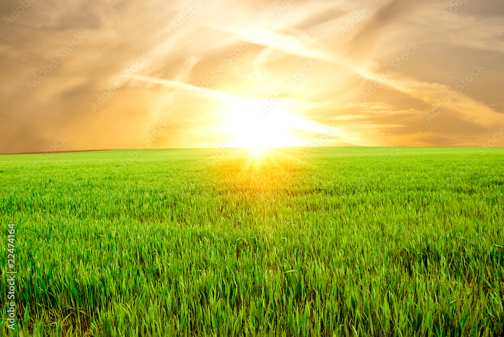 Field of a young green grass against a decline