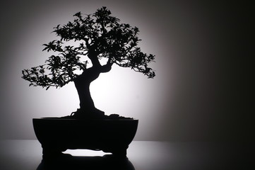 Acrylglasbilder Bonsai Bonsai-Baum mit geformter Krone  © www.markus-lehr.de