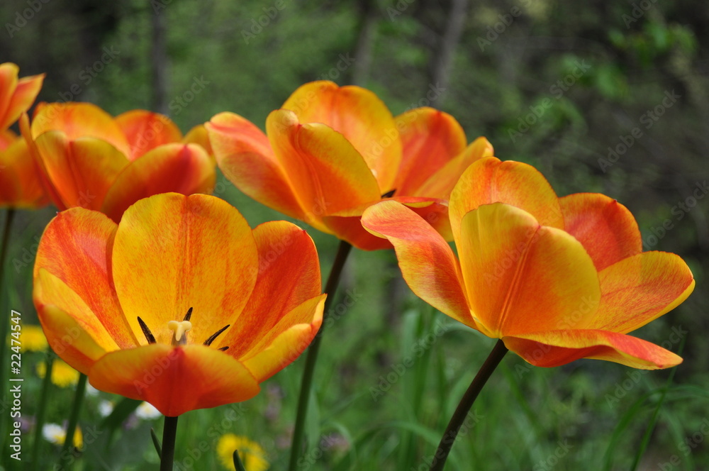 Fiore di Marzo Fiore di Marzo