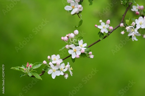 branch of apple blossoms