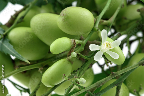 Fototapeta Naklejka Na Ścianę i Meble -  gros plan sur lilas des Indes, neem, fruits et fleurs
