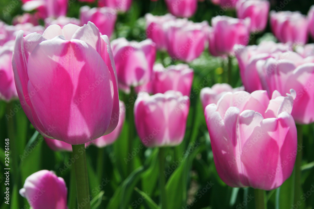 Tulpen in Pink