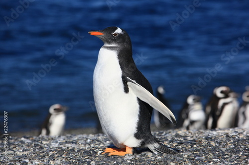 pingouin 3