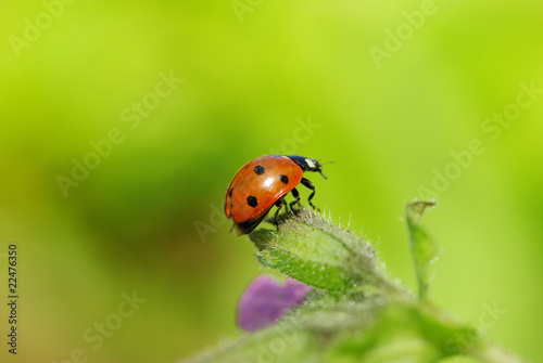 ladybug © Pakhnyushchyy