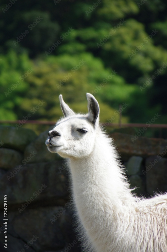 Obraz premium ラマ