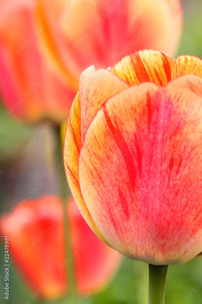 Naklejka premium Tulips