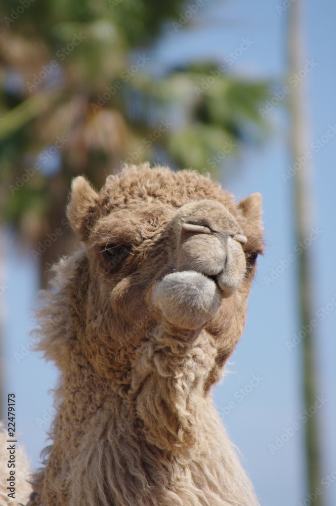 Obraz premium ラクダの顔のクローズアップ