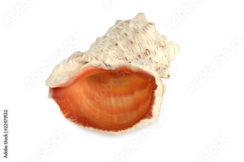 Sea clam conch isolated on white