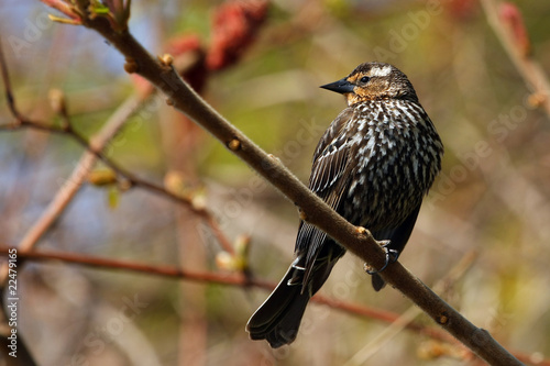 Red-winged Blackbird Female