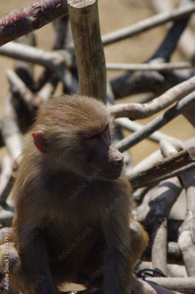 Naklejka premium さる