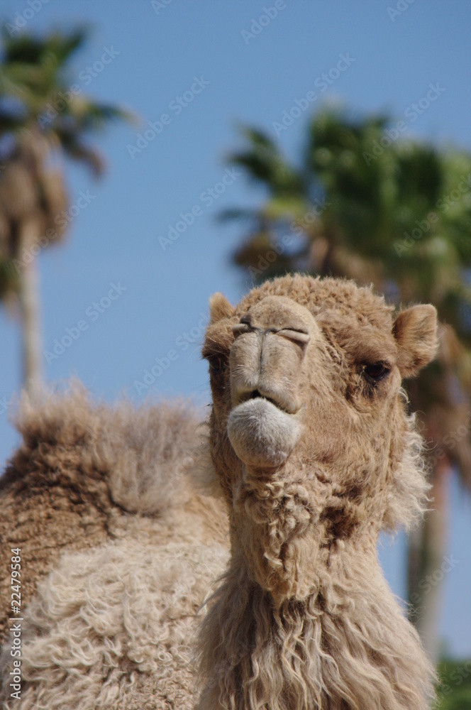 ラクダの正面顔 Stock 写真 Adobe Stock