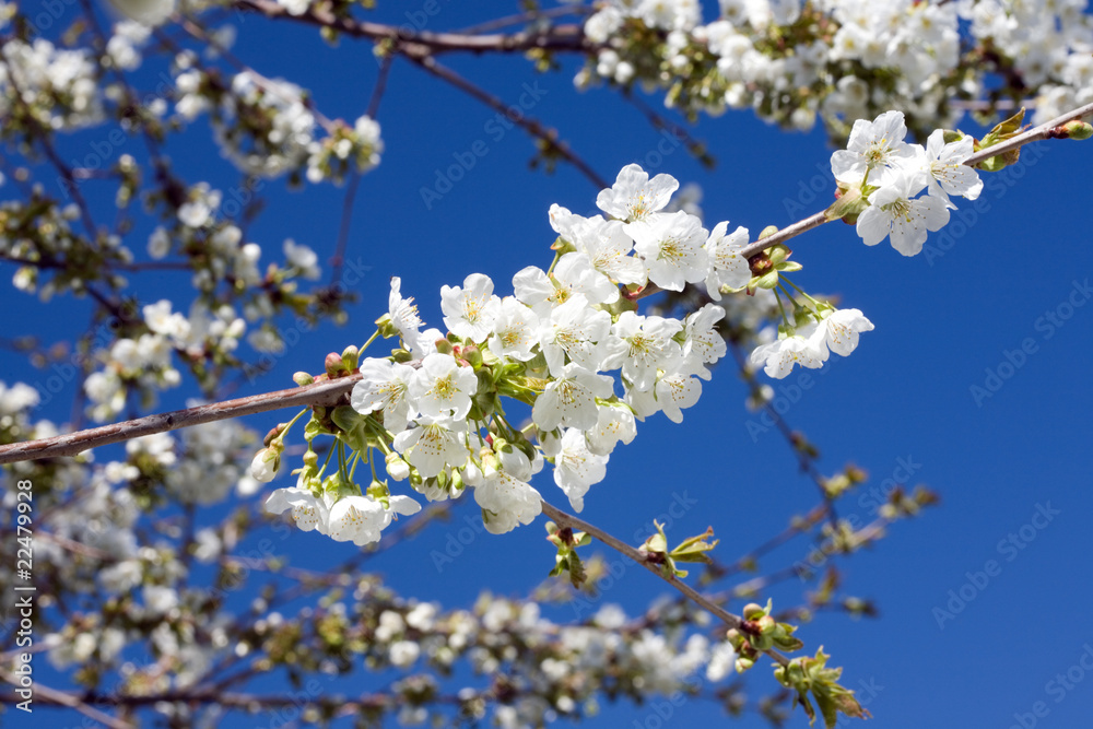 Cherry blossom.