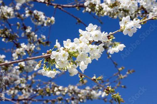 Canvas-taulu Cherry blossom.