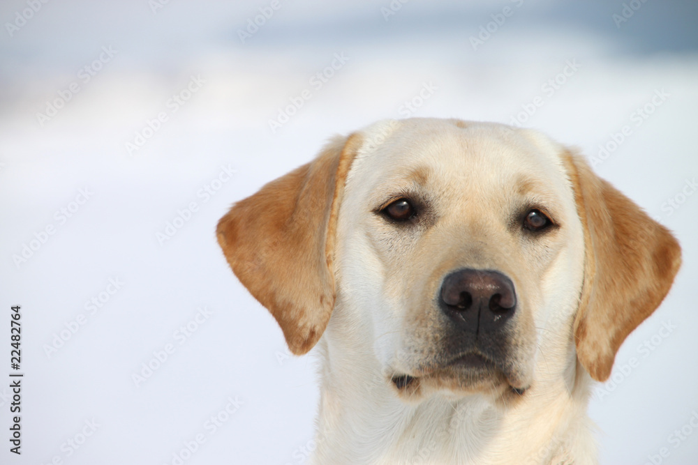 Labrador-Retriever, Porträt