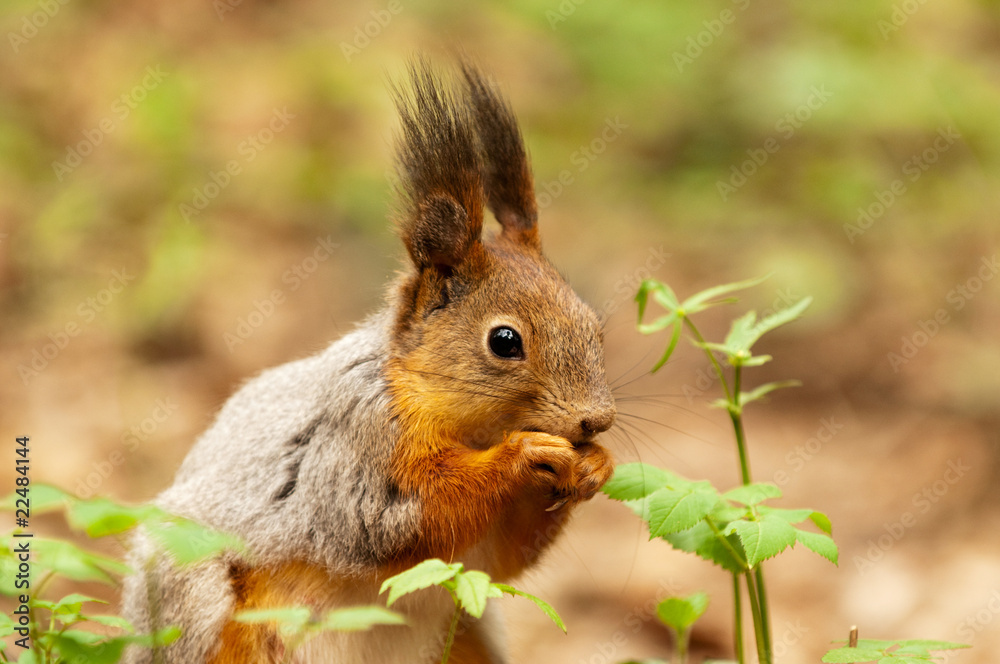 Little squirrel eating nut in park at spring Little squirrel eating nut in park at spring