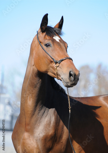 Portrait of a thoroughbred horse