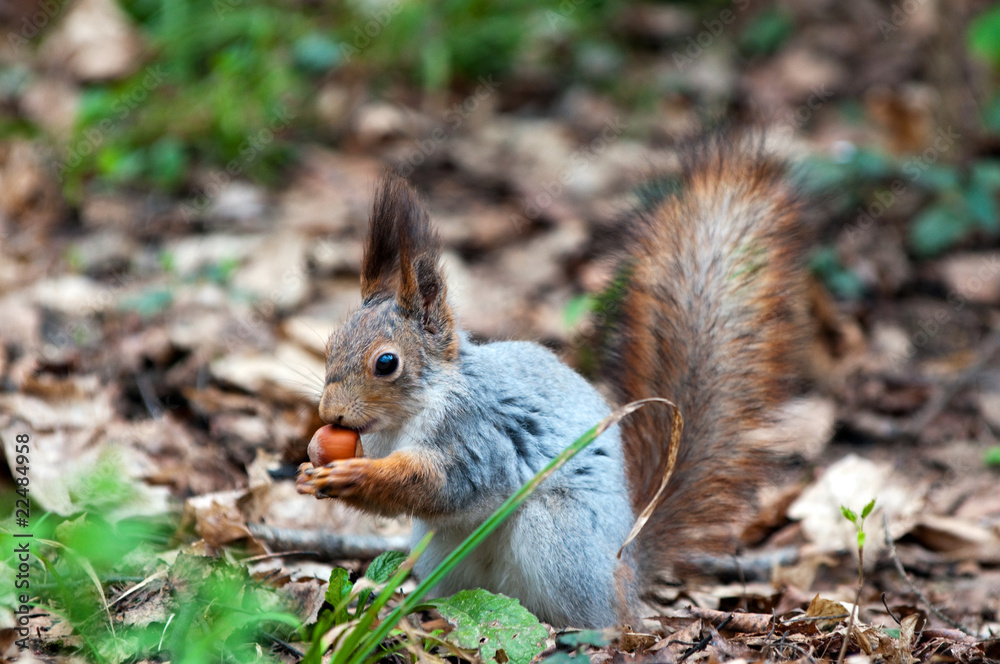 Little squirrel eating nut in park at spring