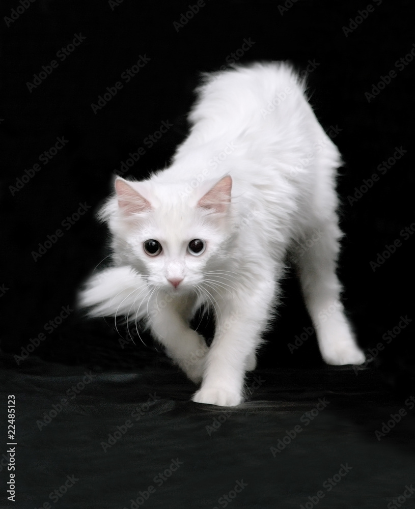 white Angora cat