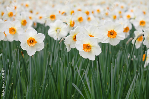 Daffodils © Calek