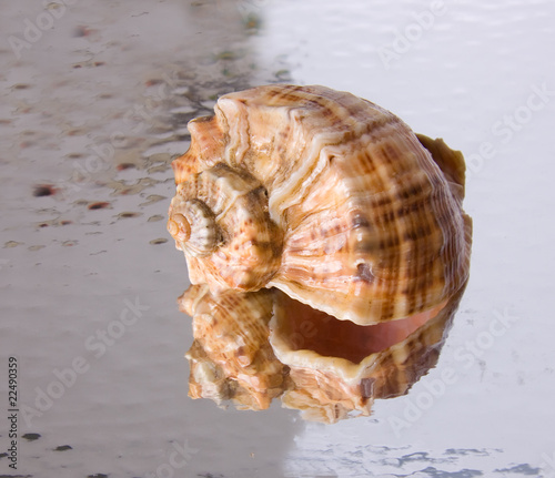 Shell and its reflection