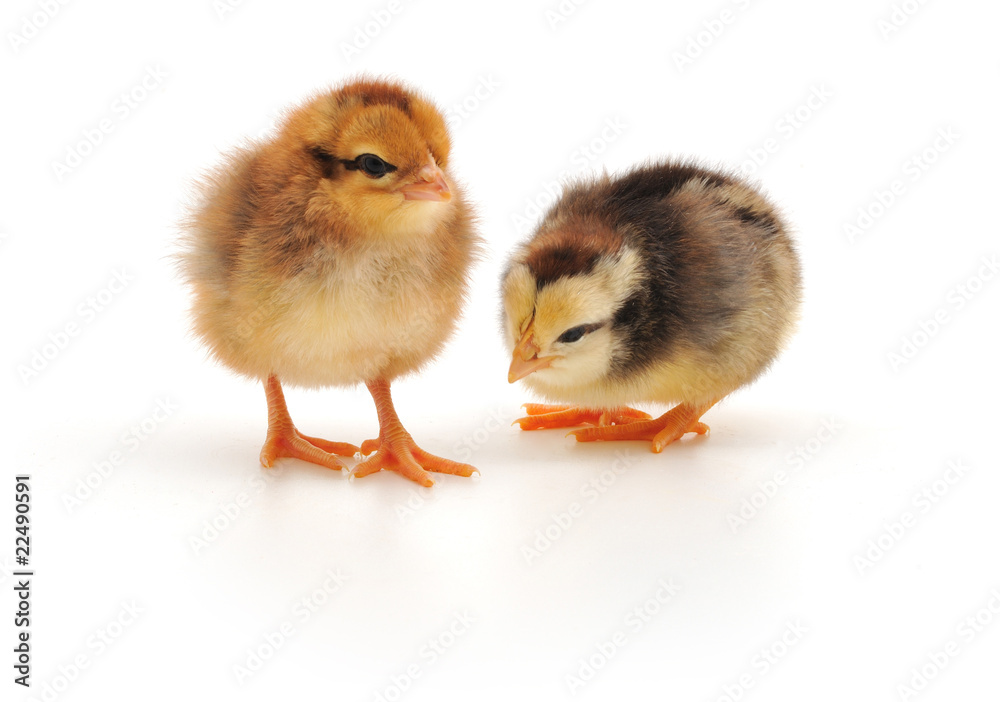 Obraz premium Two chickens