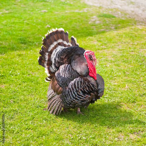 Strutting turkey cock on green grass