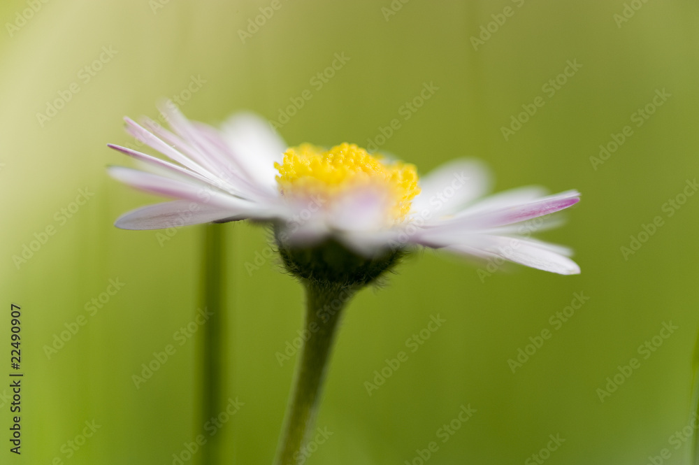 Gänseblümchen Gänseblümchen