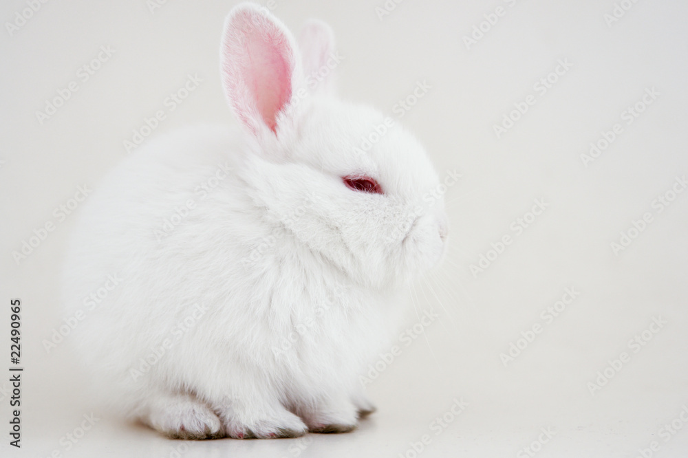 White rabbit on white background White rabbit on white background
