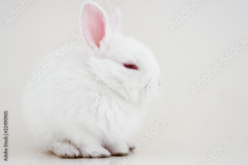 White rabbit on white background
