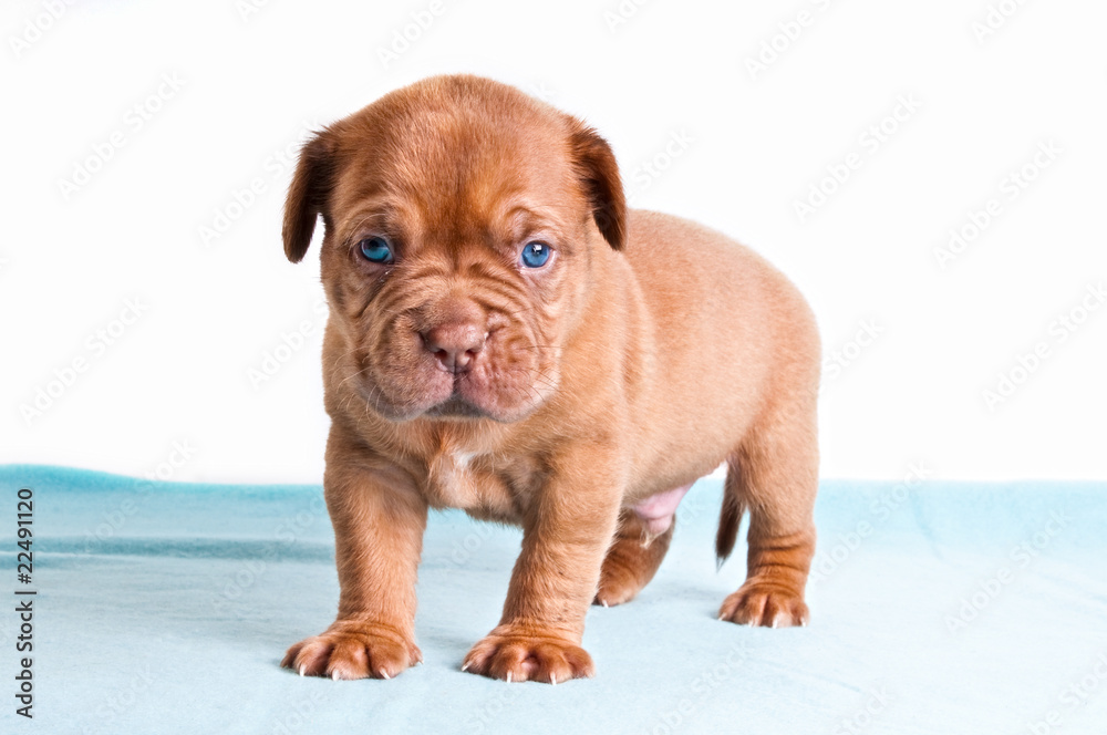 Obraz premium puppy on blue carpet