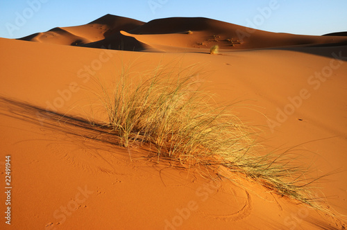 Arbusto e horizonte de dunas