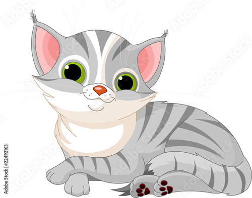 Very cute cat