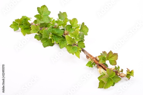 Wallpaper Mural Young green sprout of currant Torontodigital.ca