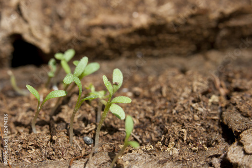 Tiny seedlings