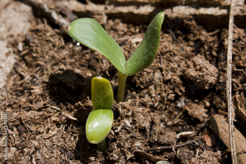 Plantlet of cantaloup photo