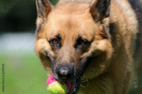 Schäferhund mit Ball