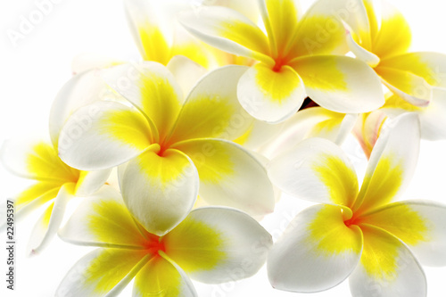 fleurs jaunes de frangipanier, fond blanc © Unclesam