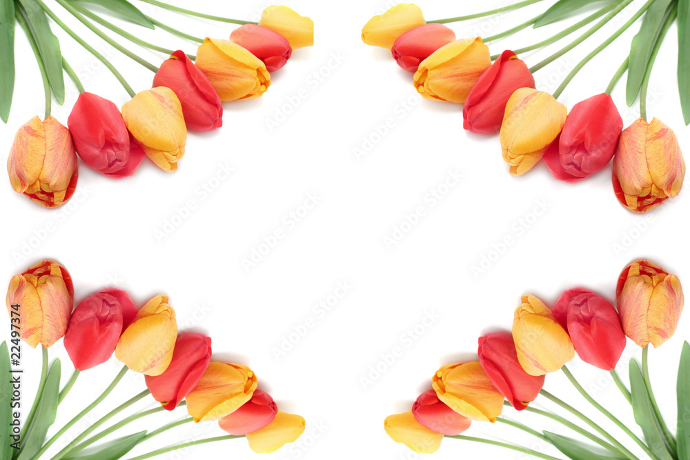 Bouquet of tulips border or frame Bouquet of tulips border or frame