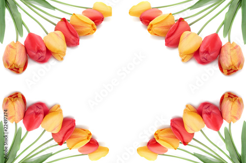 Bouquet of tulips border or frame