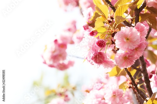 Cherry blossom © Li Ding