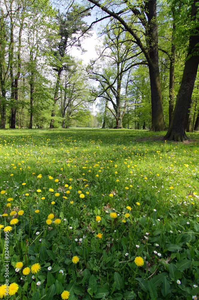 Obraz premium Parklandschaft