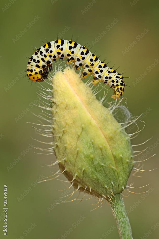 Caterpillar on flower bud