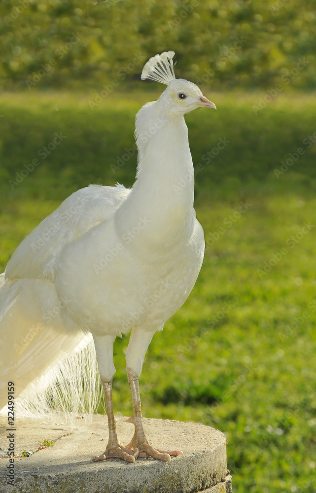 Fierté de paon blanc Fierté de paon blanc