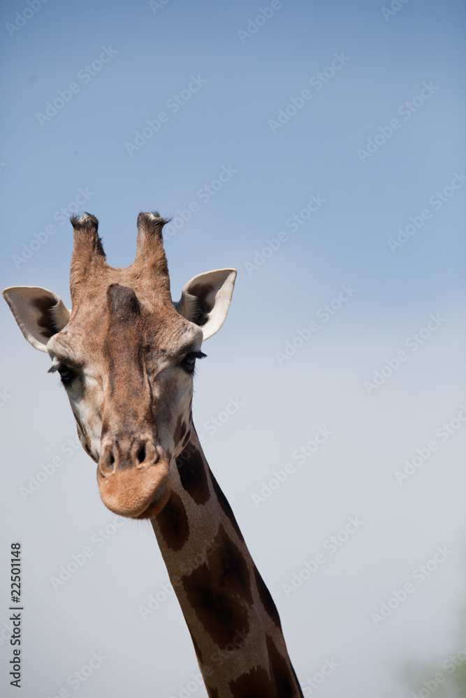 portrait of a giraffe (Camelopardalis)