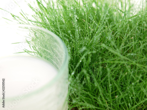 glass of fresh milk on wet grass on white background photo